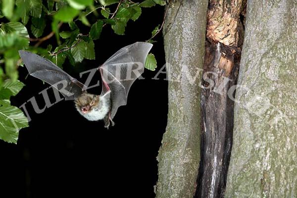 Postkarte Fransenfledermaus vor einer Baumhöhle